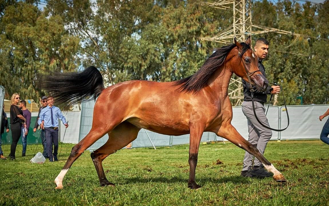 horsestelaviv (14).jpeg.jpeg